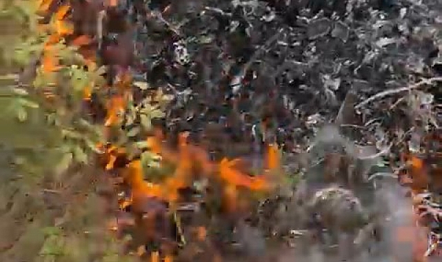 Ormanlık alanda başlayan örtü yangınını ayağı ile söndürmeye çalıştı