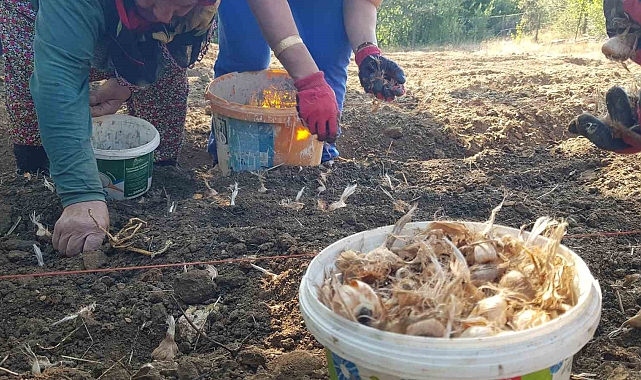 Safranın soğanları toprakla buluştu