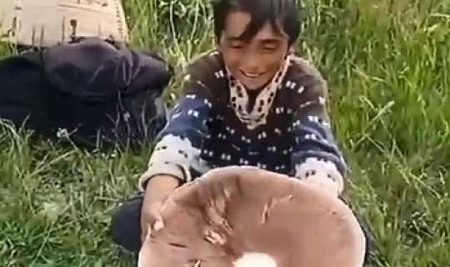 Sağanak yağmur sonra çıkan dev mantarlar görenleri şaşırtıyor