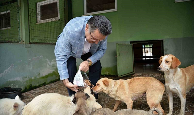 Sahipsiz köpek kalmasın