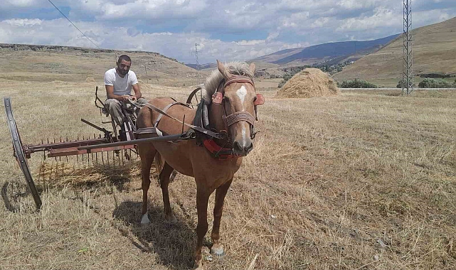 Sarıkamış&#039;ta hasat vakti, Çiftçiler ektiklerini topluyor