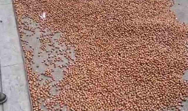 Satamadığı fındığa tepki gösteren üretici fındığını sokağa döktü