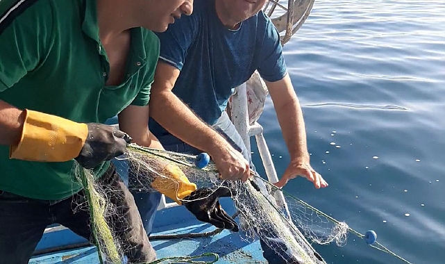 Sazangiller av yasağı sona erdi
