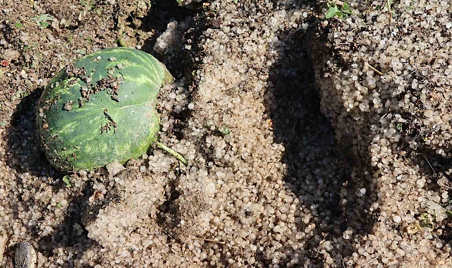 Sel Erzurum&#039;da yaklaşık 50 ton karpuza zarar verdi
