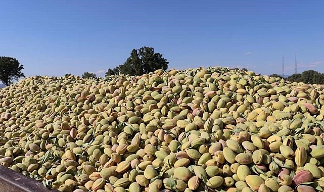 Selendi'de badem hasadı