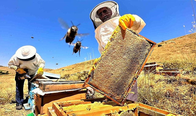 Sıcaklık, bal rekoltesini düşürdü