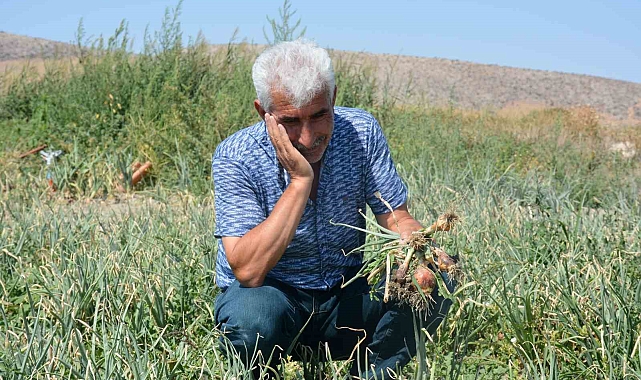 Sıcaklıklar nedeniyle soğanlar tarlada yandı