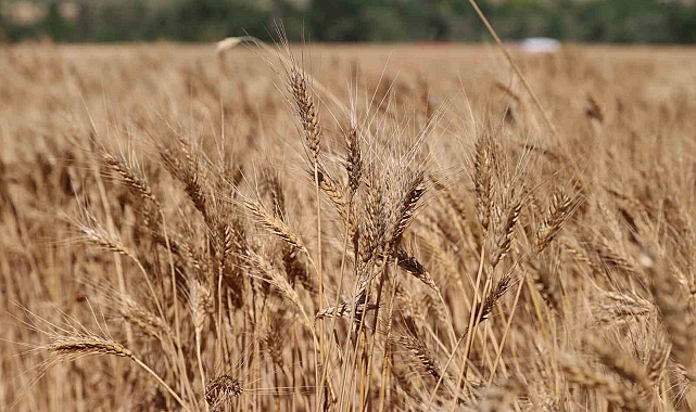 Sivas buğday hasadında rekora koşuyor