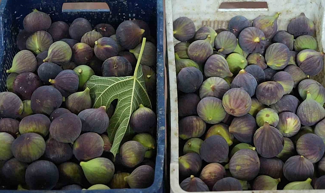 Siyah inci hasadı başladı