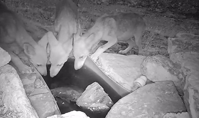 Su içen kurt yavruları fotokapana takıldı