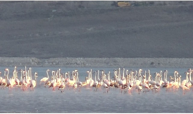 Sulak alanları yaz aylarında mesken tutan binlerce flamingo, Erçek Gölü&#039;ne gelmeye başladı