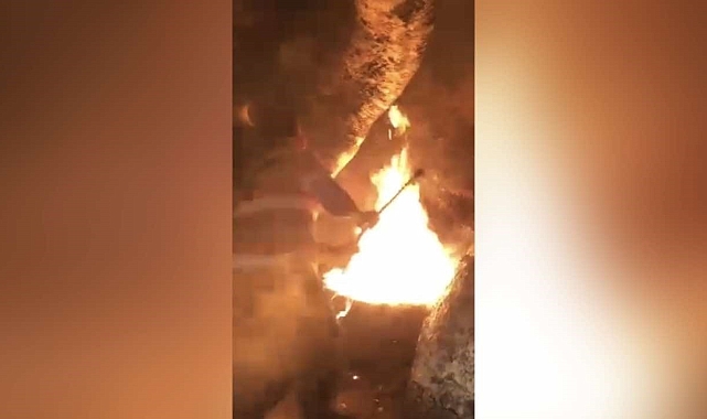 Tarihi çınar ağacı kökünden ateşe verildi