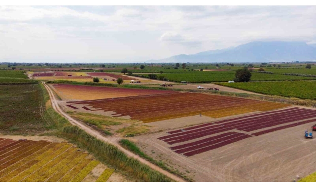 TARİŞ üzüm fiyatlarını açıkladı