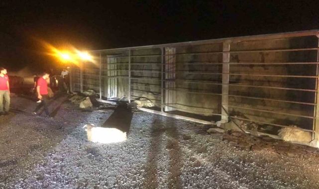 Tatvan&#039;da tır devrildi: 63 koyun telef oldu