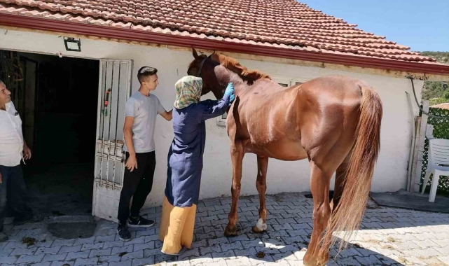 Tavşanlı&#039;da atlarda sağlık taraması ve çip uygulaması