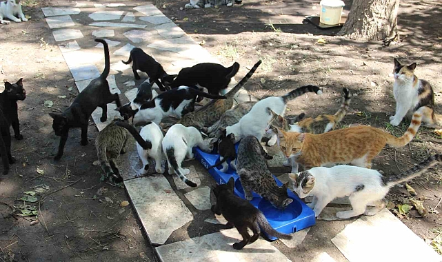 Tedavilerini yaptırıyor, besliyor, bakıyor, kısırlaştırıyor