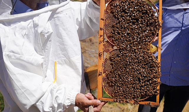 Türkiye ikincisi olan Adana&#039;da, 2024 bal hasadı başladı