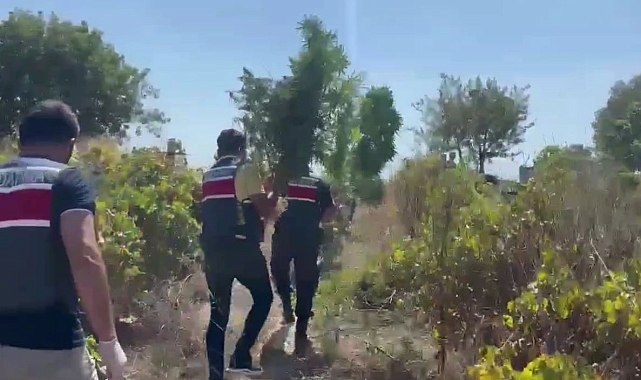 Üzüm bağları arasında kenevir yetiştirmişler