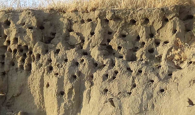 Van&#039;da kır kırlangıçları fotoğraf tutkunlarının ilgi odağı oldu
