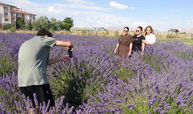 Van&#039;da rengarenk tıbbi bitkilerin hasadı yapıldı