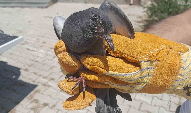 Van&#039;da yaralı halde bulunan tilki, ve kuşlar tedavileri ardından doğaya salındı