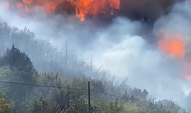 Yangın 8 hektar alanı kül etti