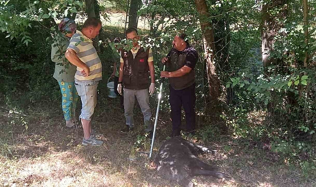 Yavru yaban domuzu DKMP ekiplerince kurtarıldı