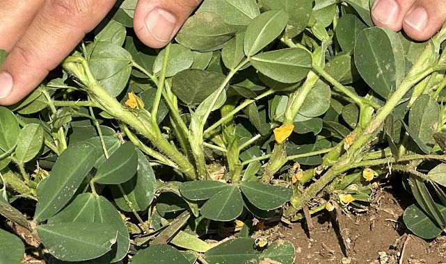 Yer fıstığı yeryüzüne çıktı