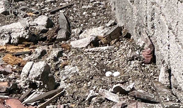 Yıkımı yapılan binanın çatı katına yuva yapan güvercinin yumurtaları özenle taşındı