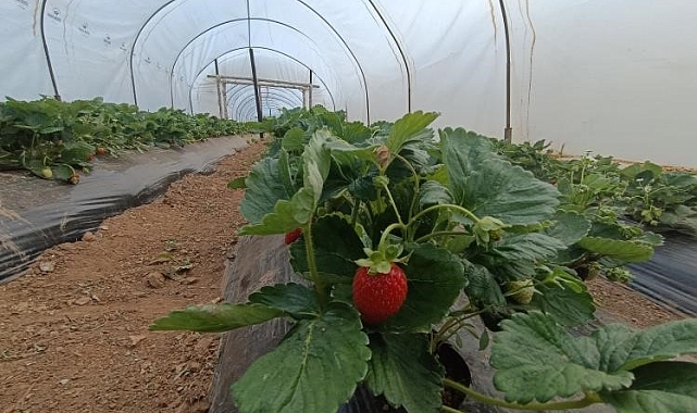 Yılda 6 ton çilek üretiyor