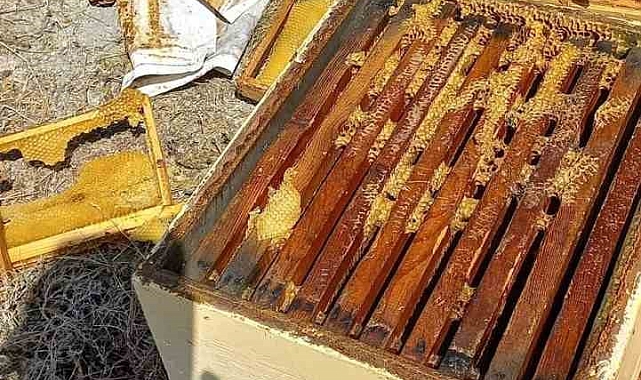 Yiyecek bulmak için köye inen ayı, arı kovanlarını parçaladı