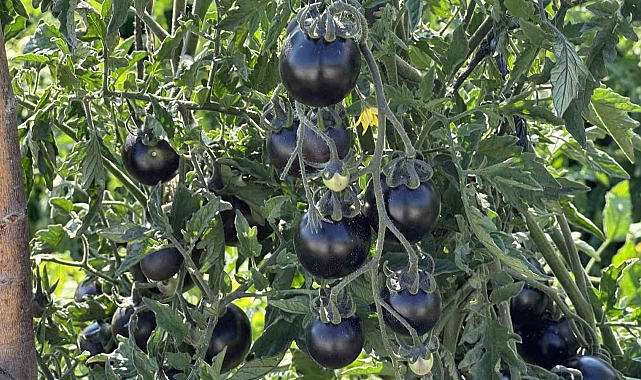 Yüksekova&#039;nın siyah domatesi Güney Amerika&#039;yı aratmıyor