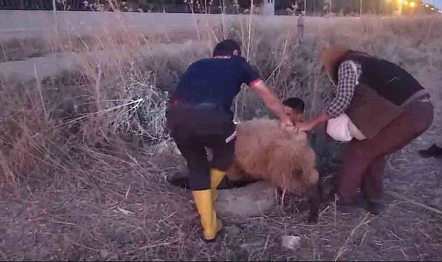 10 metre derinliğinde kanala düşen koyun itfaiye ekipleri tarafından kurtarıldı