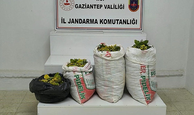 350 kilogram fıstık hırsızlığı yaptığı tespit edilen 4 şüpheliden 2&#039;si tutuklandı