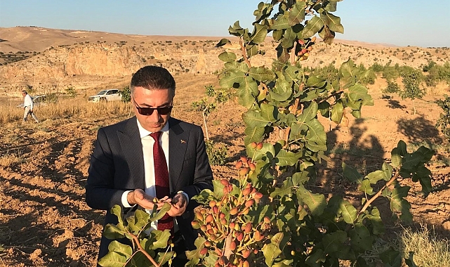 40 dönümlük alanda kurulu fıstık bahçesinin geliri öğrencilere verilecek