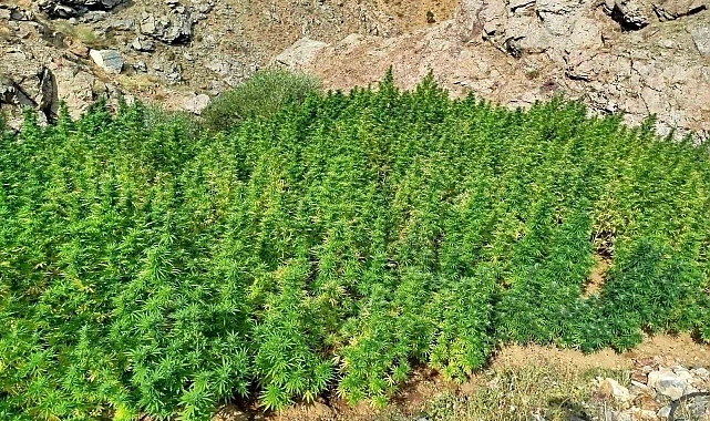 5 bin kök kenevir bitkisi ele geçirildi