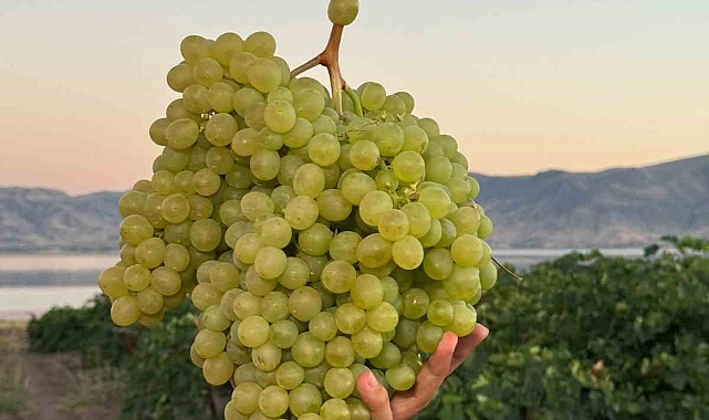 5 kiloluk üzüm salkımı büyük ilgi gördü