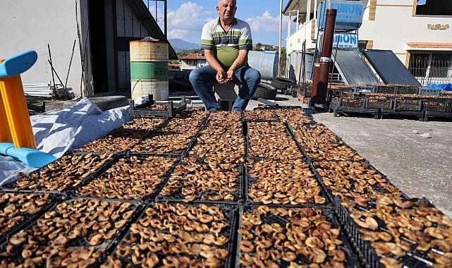 Ağaç diplerine düşen incirleri domuzlarla paylaştı