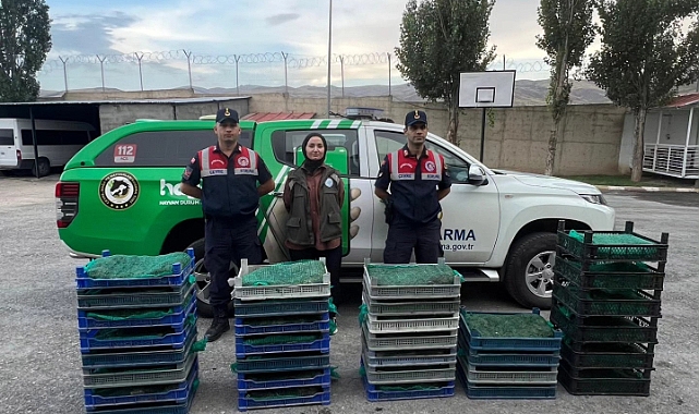 Ağrı&#039;da kaçak kurbağa operasyonu
