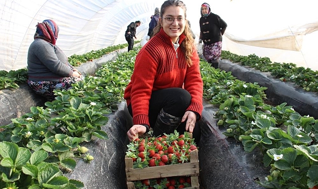 Altın yıllarını yaşayan çilek üreticisi tarlaya erken indi