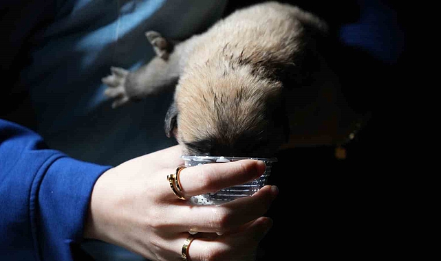 Anneleri olmayan yavru köpeklere hayvansever aile sahip çıktı