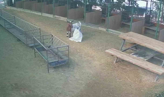 Antalya&#039;da başına çuval dolanan keçi, ağılda bulunan diğer hayvanların kabusu oldu