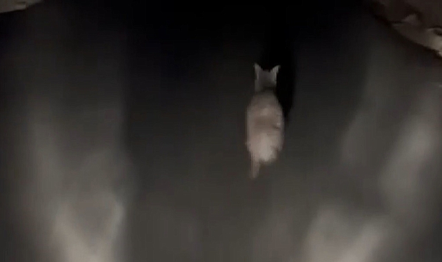 Antep fıstığı bekçiliği yapan bir vatandaş, hırsız beklerken sırtlan buldu