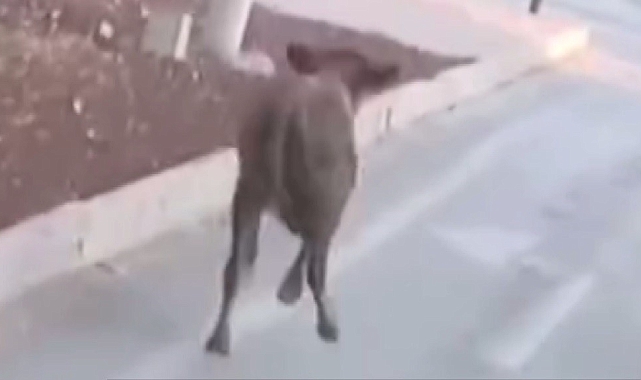 Araçlarla birlikte seyreden firari dana kameraya yansıdı