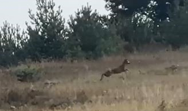Ardahan&#039;da ormanlık alanda seke seke koşan dağ ceylanı, görüntülendi