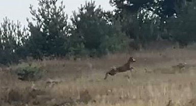Ardahan'da ormanlık alanda seke seke koşan dağ ceylanı, görüntülendi