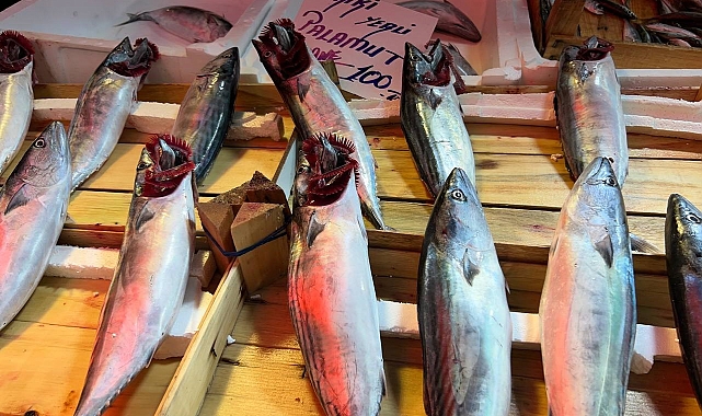 Av yasağının bitmesiyle gözler balık tezgahlarına çevrildi