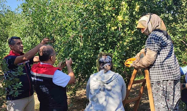 Aydın&#039;da sağlıklı yaşamın simgelerinden biri haline gelen hünnap hasadı başladı
