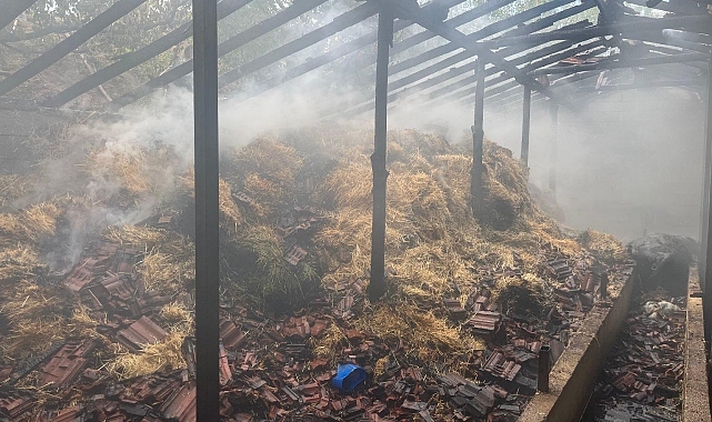 Besihanede çıkan yangında 5 kişi yaralandı, 1 inek ve 2 buzağı ise telef oldu