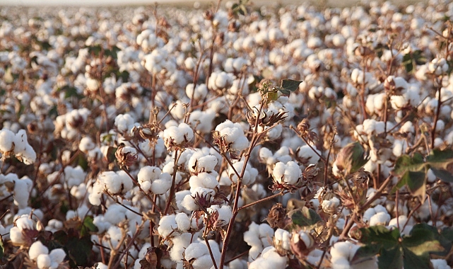 &#039;Beyaz altın&#039; hasadı başladı